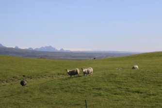 Island Schafe im Hintergrund Gletscher