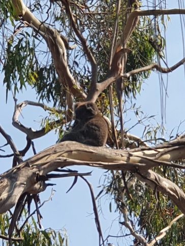 Tower Hill Reserve Koala