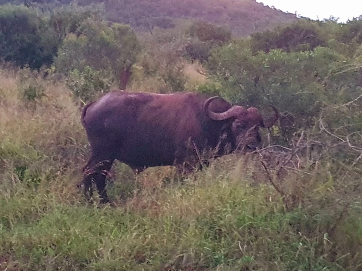 Thanda Dagga Boy Wasserbüffel